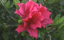 Brilliant Southern Indica Azalea - 1 Gallon Pot -Deals Sapling Whisper Store Azalea Brilliant 1