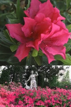 Brilliant Southern Indica Azalea - 1 Gallon Pot -Deals Sapling Whisper Store Azalea Brilliant 500x700 1