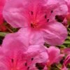 Chinzan Dwarf Azalea - 6 Pack Of 1 Gallon Pots -Deals Sapling Whisper Store Azalea Chinzan 21
