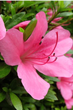 Chinzan Dwarf Azalea - 6 Pack Of 1 Gallon Pots -Deals Sapling Whisper Store Azalea Chinzan 500x750 1