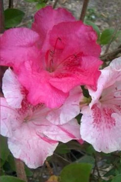 Conversation Piece Azalea - 1 Gallon Pot -Deals Sapling Whisper Store Azalea Conversation Piece 10