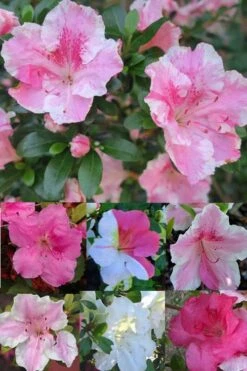 Conversation Piece Azalea - 1 Gallon Pot -Deals Sapling Whisper Store Azalea Conversation Piece 2 500x750 1