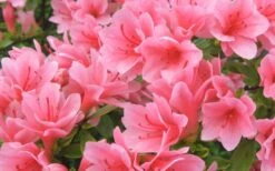 Coral Bells Azalea - 1 Gallon Pot -Deals Sapling Whisper Store Azalea Coral Bells