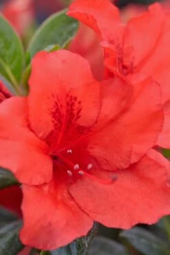 Red Tiara Deja Bloom Azalea - 1 Gallon Pot -Deals Sapling Whisper Store Azalea Deja Bloom Red Tiara 4