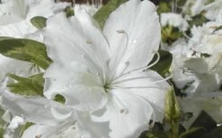 Delaware Valley White Azalea - 6 Pack Of 1 Gallon Pots -Deals Sapling Whisper Store Azalea Delaware Valley White 2 1