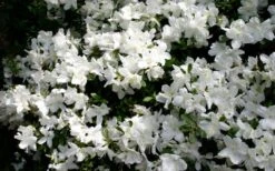 Delaware Valley White Azalea - 1 Gallon Pot 12 Delaware Valley White Azalea - 1 Gallon Pot -Deals Sapling Whisper Store Azalea Deleware Valley White Bloom