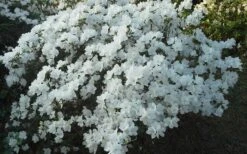 Delaware Valley White Azalea - 1 Gallon Pot 13 Delaware Valley White Azalea - 1 Gallon Pot -Deals Sapling Whisper Store Azalea Deleware Valley White Landscape