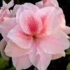Autumn Belle Encore Azalea - 1 Gallon Pot 1 Autumn Belle Encore Azalea - 1 Gallon Pot -Deals Sapling Whisper Store Azalea Encore Autumn Belle 20