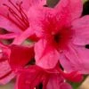 Autumn Cheer Encore Azalea - 1 Gallon Pot -Deals Sapling Whisper Store Azalea Encore Autumn Cheer