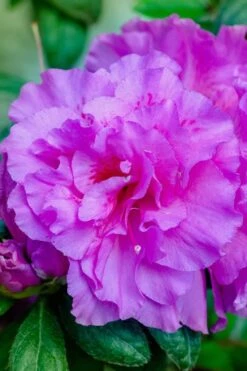 Autumn Majesty Encore Azalea - 6 Pack Of 1 Gallon Pots -Deals Sapling Whisper Store Azalea Encore Autumn Majesty 12