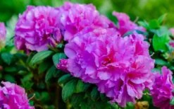 Autumn Majesty Encore Azalea - 6 Pack Of 1 Gallon Pots -Deals Sapling Whisper Store Azalea Encore Autumn Majesty 13