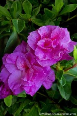 Autumn Majesty Encore Azalea - 6 Pack Of 1 Gallon Pots -Deals Sapling Whisper Store Azalea Encore Autumn Majesty 5