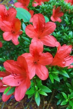 Flame Creeper Dwarf Spreading Azalea - 3 Gallon Pot 9 Flame Creeper Dwarf Spreading Azalea - 3 Gallon Pot -Deals Sapling Whisper Store Azalea Flame Creeper 11