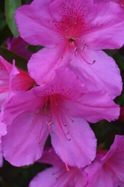 Formosa Southern Indica Azalea - 1 Gallon Pot -Deals Sapling Whisper Store Azalea Formosa 500x750 1