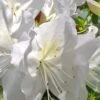 Mrs. G.G. Gerbing White Southern Indica Azalea - 1 Gallon Pot -Deals Sapling Whisper Store Azalea G G Gerbing 500x750 1