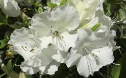 Girard's Pleasant White Azalea - 1 Gallon Pot -Deals Sapling Whisper Store Azalea Girards Pleasant White