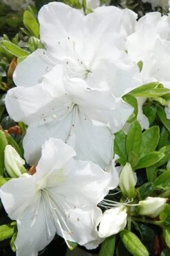 Girard's Pleasant White Azalea - 1 Gallon Pot -Deals Sapling Whisper Store Azalea Girards Pleasant White 500x750 1