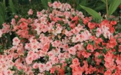 Hilda Niblett Azalea - 1 Gallon Pot 13 Hilda Niblett Azalea - 1 Gallon Pot -Deals Sapling Whisper Store Azalea Hilda Niblet Flowers 2 1