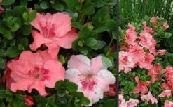 Hilda Niblett Azalea - 2 Gallon Pot 15 Hilda Niblett Azalea - 2 Gallon Pot -Deals Sapling Whisper Store Azalea Hilda Niblet Flowers 3