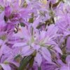 Koromo Shikibu Purple Spider Azalea - 3 Gallon Pot