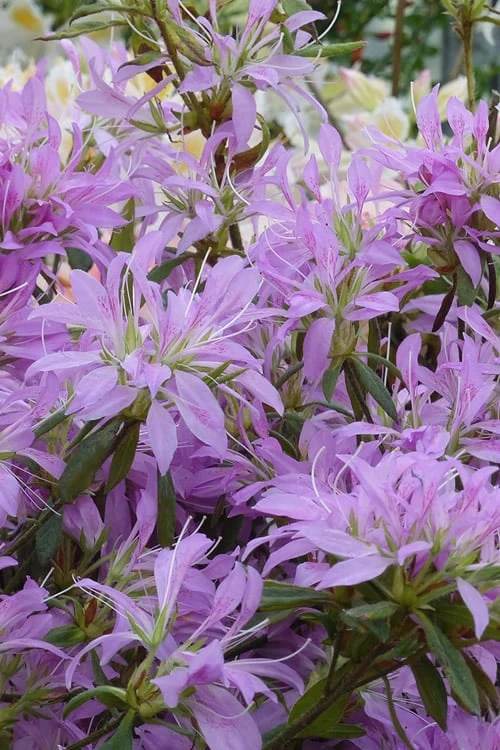 Koromo Shikibu Purple Spider Azalea - 1 Gallon Pot 6 Koromo Shikibu Purple Spider Azalea - 1 Gallon Pot - Image 4