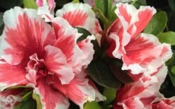 Mardi Gras Southern Indica Azalea - 6 Pack Of 1 Gallon Pots -Deals Sapling Whisper Store Azalea Mardi Gras 2