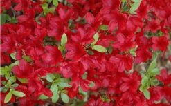 Midnight Flare Azalea - 2 Gallon Pot -Deals Sapling Whisper Store Azalea Midnight Flare 1
