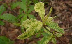 Dons Variegated Native Azalea - Rhododendron - 3 Gallon Pot -Deals Sapling Whisper Store Azalea Native Dons Variegated 3 1
