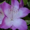 Nuccio's Voodoo Azalea - 3 Gallon Pot -Deals Sapling Whisper Store Azalea Nuccios Voodoo 2