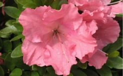 Gumpo Pink Dwarf Azalea - 1 Gallon Pot -Deals Sapling Whisper Store Azalea Pink Gumpo