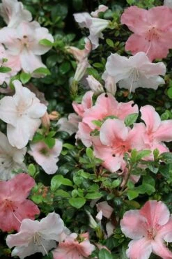Sir Robert Dwarf Azalea - 6 Pack Of 1 Gallon Pots -Deals Sapling Whisper Store Azalea Sir Robert 12 1