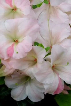 Sir Robert Dwarf Azalea - 6 Pack Of 1 Gallon Pots -Deals Sapling Whisper Store Azalea Sir Robert 20 1