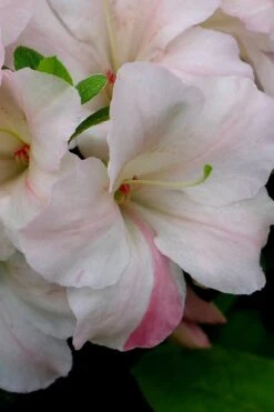 Sir Robert Dwarf Azalea - 6 Pack Of 1 Gallon Pots -Deals Sapling Whisper Store Azalea Sir Robert 5 1