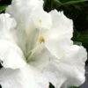 Gumpo White Dwarf Azalea - 1 Gallon Pot 2 Gumpo White Dwarf Azalea - 1 Gallon Pot -Deals Sapling Whisper Store Azalea White Gumpo 500x750 1