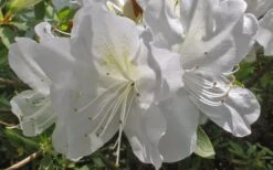 Mrs. G.G. Gerbing White Southern Indica Azalea - 1 Gallon Pot -Deals Sapling Whisper Store Azlea GG Gerbing Flower