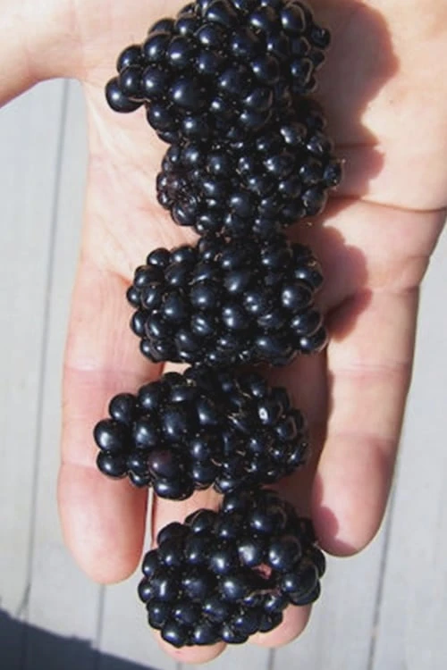 Apache Thornless Blackberry - 6 Pack Of 1 Gallon Pots 3 Apache Thornless Blackberry - 6 Pack Of 1 Gallon Pots