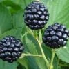 Natchez Thornless Blackberry - 3 Gallon Pot -Deals Sapling Whisper Store Blackberry Natchez BS 1