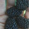 Prime Ark Traveler Blackberry Plant - 1 Gallon Pot -Deals Sapling Whisper Store Blackberry Prime Ark Traveler 1 1