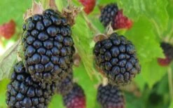 Triple Crown Thornless Blackberry Plant - 1 Gallon Pot 9 Triple Crown Thornless Blackberry Plant - 1 Gallon Pot -Deals Sapling Whisper Store Blackberry Triple Crown 1