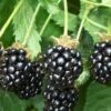 Triple Crown Thornless Blackberry Plant - 1 Gallon Pot -Deals Sapling Whisper Store Blackberry Triple Crown 500x750 2
