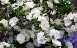 Snowball Bloom 'N Again Azalea - 2 Gallon Pot 12 Snowball Bloom 'N Again Azalea - 2 Gallon Pot -Deals Sapling Whisper Store Bloom N Again Azalea Snowball