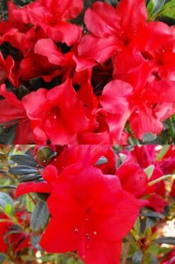 Fireside Red Bloom 'N Again Azalea - 2 Gallon Pot -Deals Sapling Whisper Store Bloom N Again Fireside Red 1 500x750 1