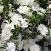 Snowball Bloom 'N Again Azalea - 1 Gallon Pot 1 Snowball Bloom 'N Again Azalea - 1 Gallon Pot -Deals Sapling Whisper Store Bloom N Again Snowball 1 500x750 2