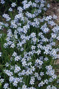 Suwannee Blue-Eyed Grass - 1 Gallon Pot -Deals Sapling Whisper Store Blue eyed grass suwannee 1