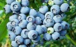 Alice Blue Rabbiteye Blueberry - 1 Gallon Pot 9 Alice Blue Rabbiteye Blueberry - 1 Gallon Pot -Deals Sapling Whisper Store Blueberry Alice Blue