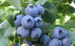 Bless Your Heart Rabbiteye Blueberry - 1 Gallon Pot -Deals Sapling Whisper Store Blueberry Bless Your Heart