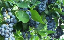 Premier Rabbiteye Blueberry - 2.5 Quart Pot 9 Premier Rabbiteye Blueberry - 2.5 Quart Pot -Deals Sapling Whisper Store Blueberry Bush Premier 2