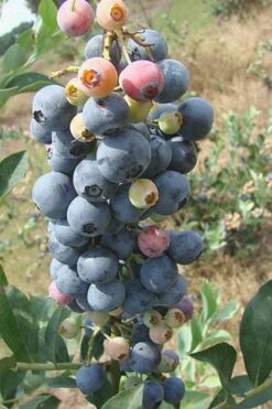 Climax Rabbiteye Blueberry - 2.5 Quart Pot