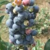 Climax Rabbiteye Blueberry - 1 Gallon Pot 2 Climax Rabbiteye Blueberry - 1 Gallon Pot -Deals Sapling Whisper Store Blueberry Climax Rev 500x750 3