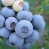 Legacy Highbush Blueberry - 6 Pack Of 1 Gallon Pots -Deals Sapling Whisper Store Blueberry Legacy Highbush 1